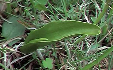 Adderstongue fern