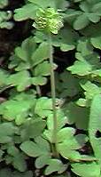 Adoxa