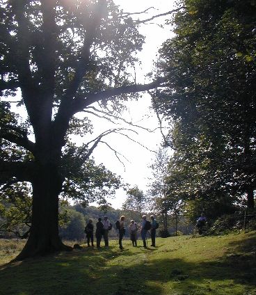 big oak tree