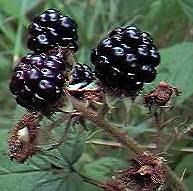 bramble