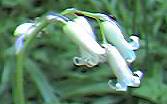 White Bluebell