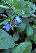 Brooklime