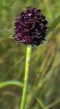 burnet detail