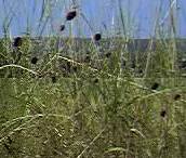 burnet