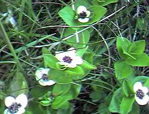 Dwarf Cornel