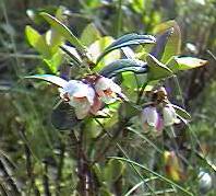 Cowberry