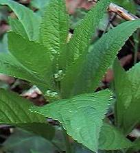 Dog�s Mercury