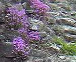 Fairy Foxglove
