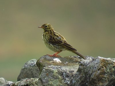 Meadow pipit