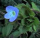 speedwell