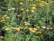 fleabane