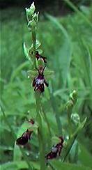 Fly Orchid