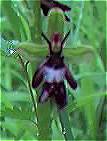 Fly Orchid (detail)