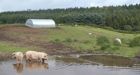 view with pigs