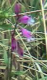Heath Milkwort
