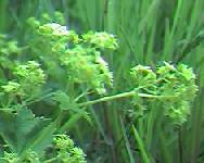 Ladys Mantle