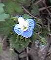speedwell
