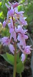 Orchid