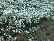 scurvy grass