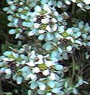 scurvy grass detail
