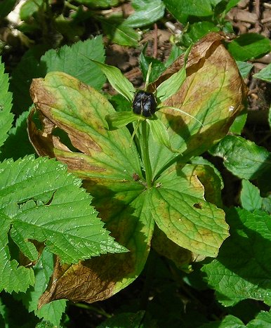 Herb Paris Paris quadrifolia