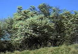 Blackthorn