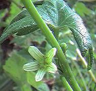 white bryony