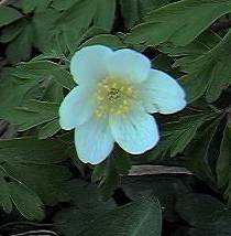 Windflower